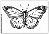 Motyl Kolorowanki sketch template