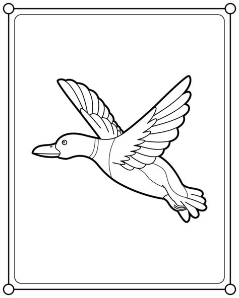 flying mallard duck suitable  childrens coloring page vector