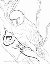 Coloring Pages Parakeet Budgie Ring Ringneck Necked Color Print Popular sketch template