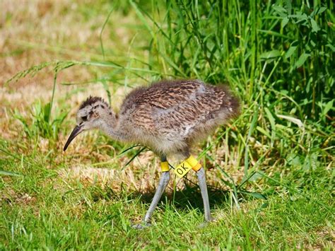 New Website To Track Curlews Launched In Collaboration Involving