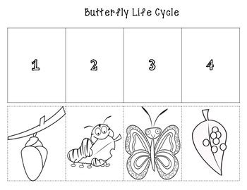 butterfly life cycle cut  paste color  bw  limon tree