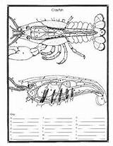 Crayfish Diagram Unlabeled Dissection Worksheet Anatomy Template Coloring Simulated sketch template
