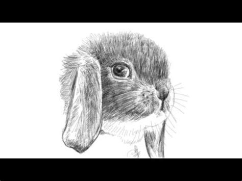 draw  rabbit face youtube