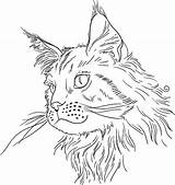 Coon Maine Cat Vector Clip Illustration Stock Illustrations Zentangle Stylized Similar sketch template