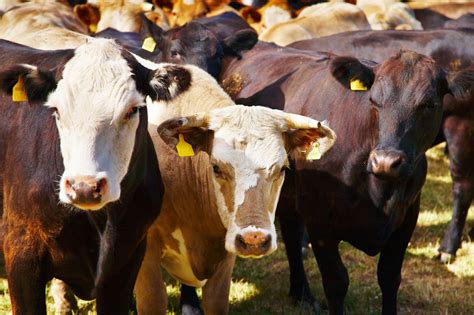 usda report  clues  future beef cattle direction