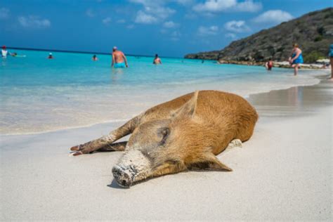 zum kracherpreis nach curacao  tage im top apartment flug transfer nur  urlaubstrackerde