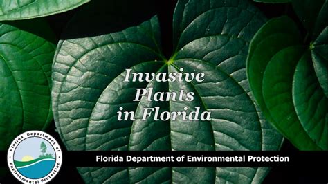 invasive plants youtube