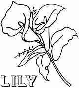Coloring Flowers Lily Via sketch template