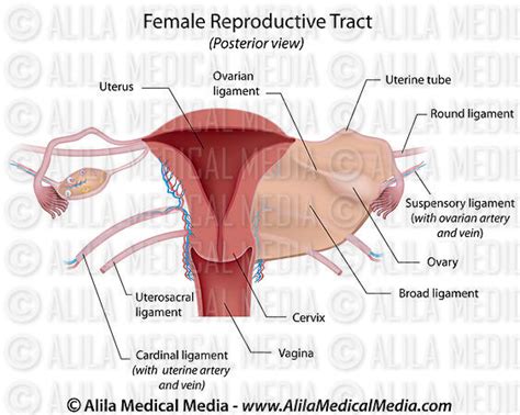 Alila Medical Media Female Reproductive System Medical