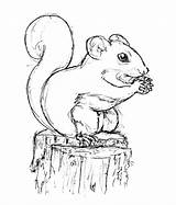 Squirrel Drawings Kids sketch template