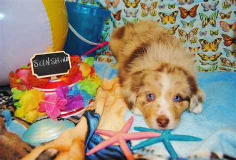 shamrock rose aussies welcome to shamrock rose aussies ﻿ exciting news 2 litters