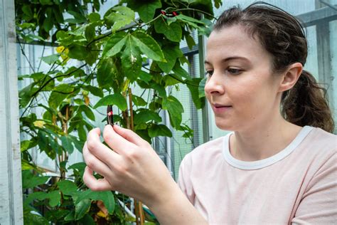 Anti Aphrodisiac Male Butterflies Mark Their Mates With