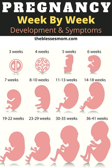baby development  weeks pregnant rizky pratama