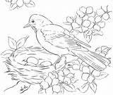 Coloring Birds Pages Robins Nest Robin Eggs Rocks Tracing Adult Choisir Tableau Un sketch template