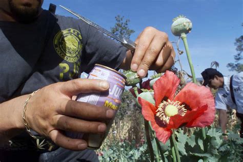 pot growers fueling   heroin invasion  tico times