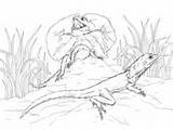 Lizard Coloring Frill Necked Lizards Two Basilisk Pages sketch template