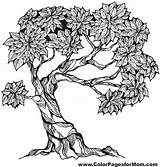 Coloring Pages Tree Adult Colouring Trees Color Adults Bonsai Colorpagesformom Drawing sketch template