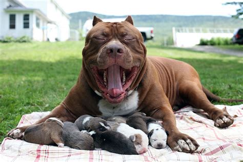 World’s Largest Pitbull “hulk” Has 8 Puppies Worth Up To Half A Million