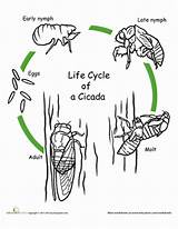 Cycle Cicada Life Science Coloring Worksheets Color Activities Worksheet Animals Teaching Cicadas Cycles Learning Kindergarten Student Nature Activity Circle Education sketch template