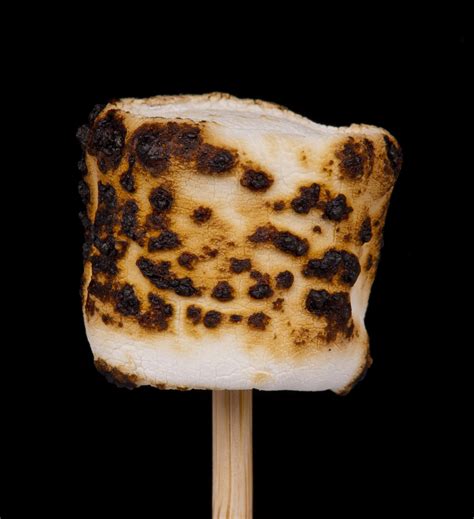 roasted marshmallow  stock photo public domain pictures