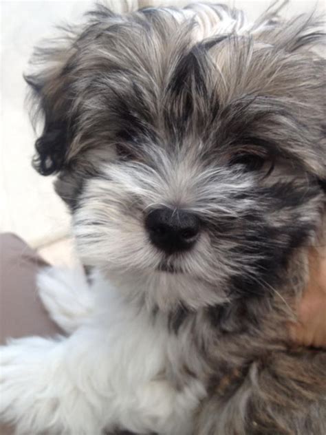 havanese puppies  sale  puppies havanese puppies  sale havanese dogs small puppies