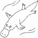 Platypus Duck Billed Coloring Drawing Pages Clipart Outline Aboriginal Clip Colouring Wombat Animal Template Drawings Easy Clipartpanda Wikiclipart Animals Kids sketch template