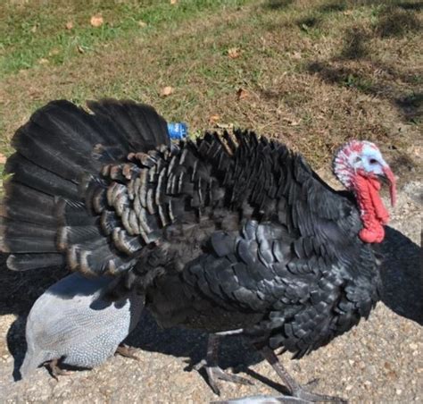 Black Spanish Turkey Poults For Sale