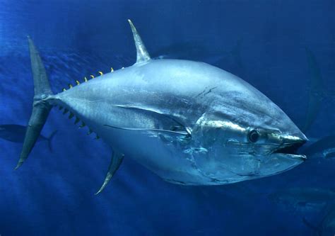 bluefin tuna hearts  tougher     stay warm   cold science