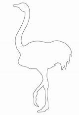 Ostrich Outline Coloring Categories sketch template