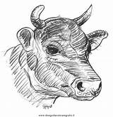 Mucche Mucca Animali Disegno Toro Malvorlage Ausmalen Bufali Rind Kuhe Disegnidacolorare Bufalo sketch template