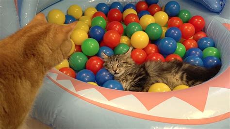 10 Cats Playing In A Pool Of Colorful Balls ボールプールで遊ぶ10匹の猫 Gatos