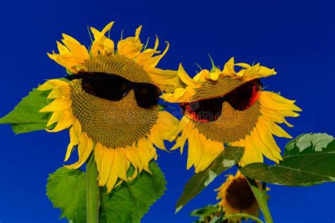 paare der lustigen sonnenblumen die sonnenbrille tragen stockfoto