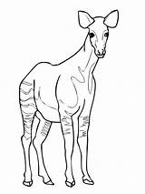 Okapi Coloriage Imprimer Gazelle Coloriages Giraffidae Mammals Fo sketch template