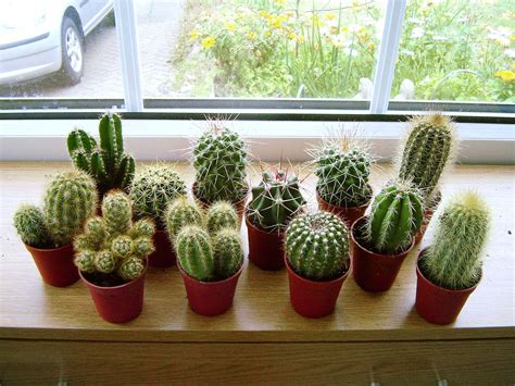 mini cactus succulents cacti  pot easy care evergreen foliage
