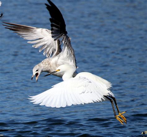 fighting  scraps photograph  rob wallace images fine art america