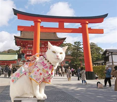 cats   monks   japanese temple cute cats  kittens cats cute cats