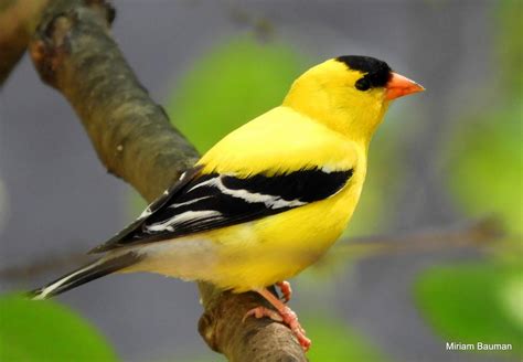 american goldfinch chardonneret jaune travels  birds