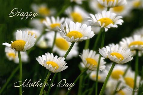 mothers day daisies greeting card  kathy weaver daisy field daisy