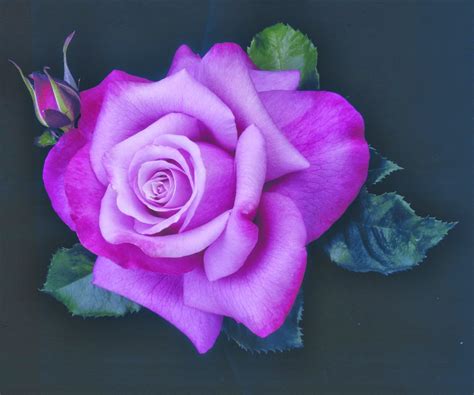 beautiful purple roses vitalcute