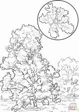 Coloring Oak Bur Tree Elm Printable Click Designlooter Template Drawings Trees 35kb 1020 1440px Categories sketch template