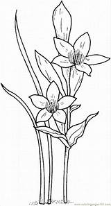 Narcissus Coloring Pages Daffodil Drawing Flowers Jonquil Flower Printable Color Paperwhite Online Colouring Drawings Floral sketch template