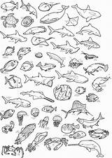 Sea Coloring Creatures Pages Ocean Drawings Animal Creature Drawing Cartoon Realistic Animals Deep Slug Jellyfish Book Color Water Fish Kids sketch template