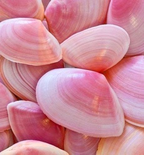 pink sea shells