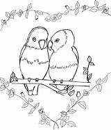 Colour Birds Coloring Goldfinch Eastern Bird Comments Colouring Clipart Coloringhome Library sketch template