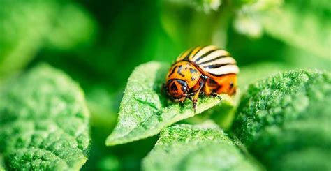 pest control methods tips  advice find