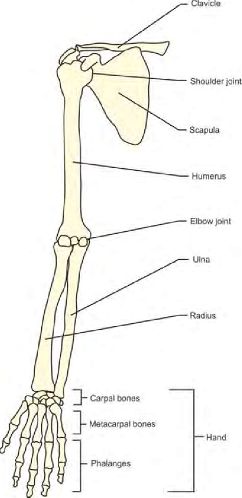 upper limb skeletal anatomy