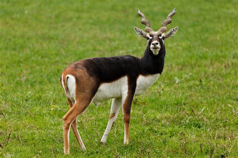 interesting  weird facts  antelopes tons  facts