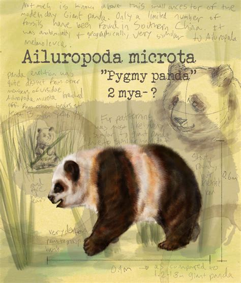 ailuropoda microta wiki prehistorico fandom