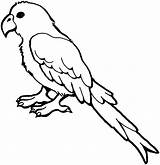 Parrot Coloring Pages Bird Macaw Animals Drawing Clipart Animal sketch template