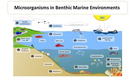 benthic zone microbiology notes
